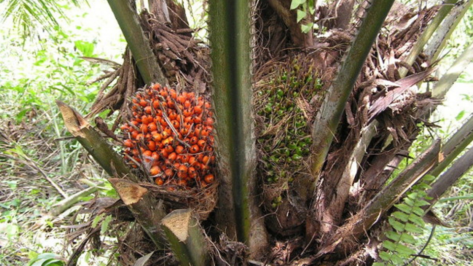 Is biologische palmolie een alternatief?